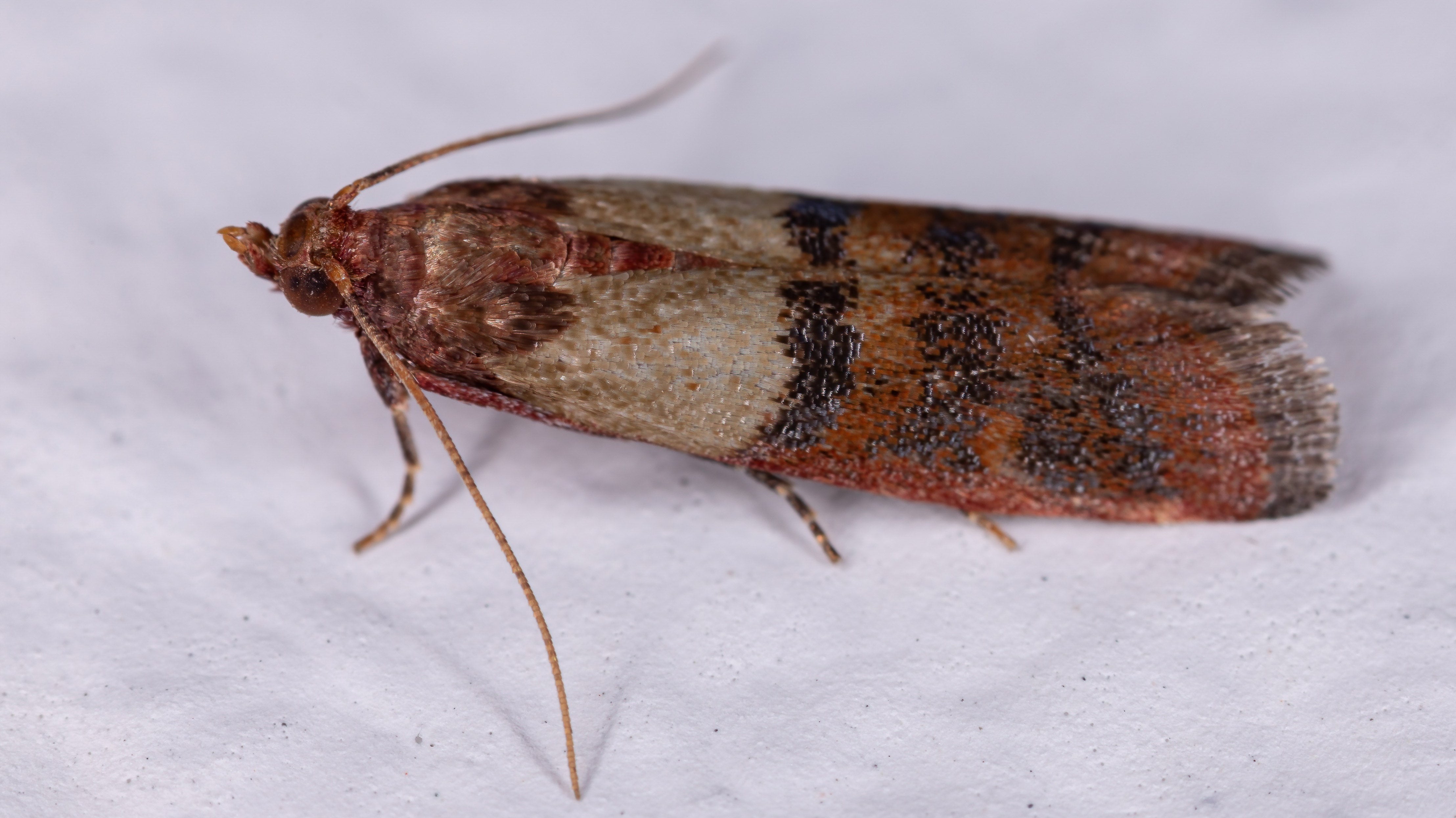 Get to Know More About Pantry Moths - What Do They Like and Where Do They Come From?