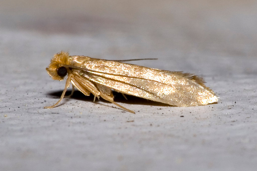 Get to Know More About Clothing Moths - What Do They Like and Where Do They Come From?