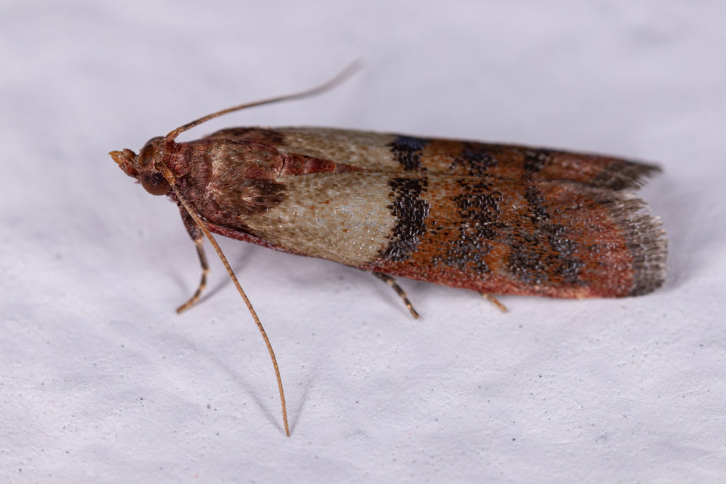 Get to Know More About Pantry Moths - What Do They Like and Where Do They Come From?